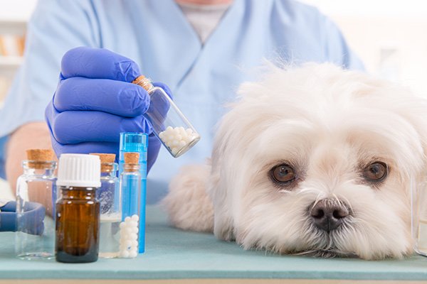 Perché le medicine dei cani costano tanto