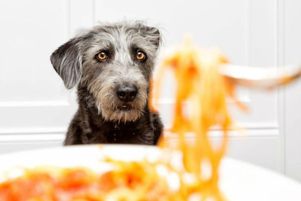 cane che guarda la pasta