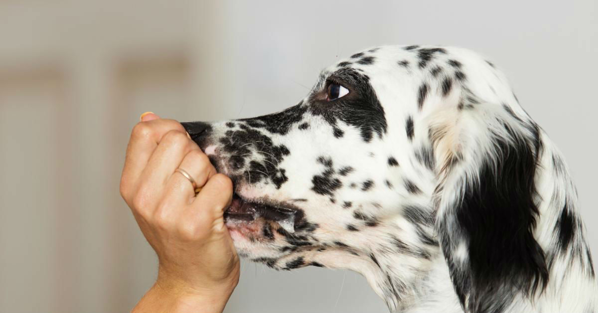 Previcox per cani: dosaggi, cos’è, a cosa serve