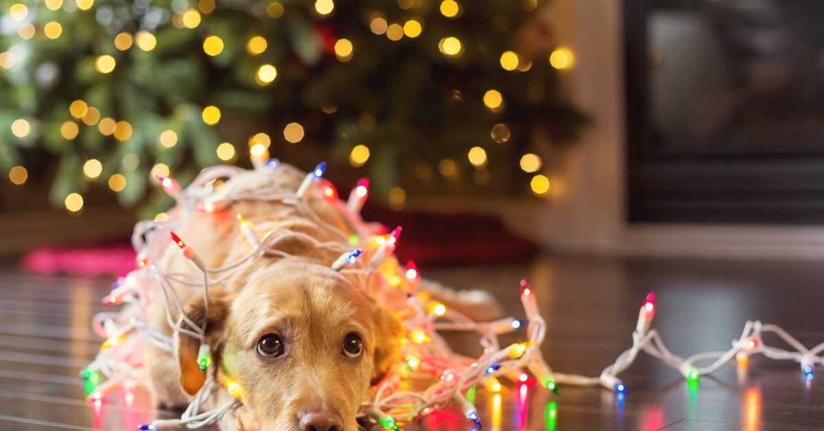 Primo Natale del cane: trucchi e consigli per farlo star bene