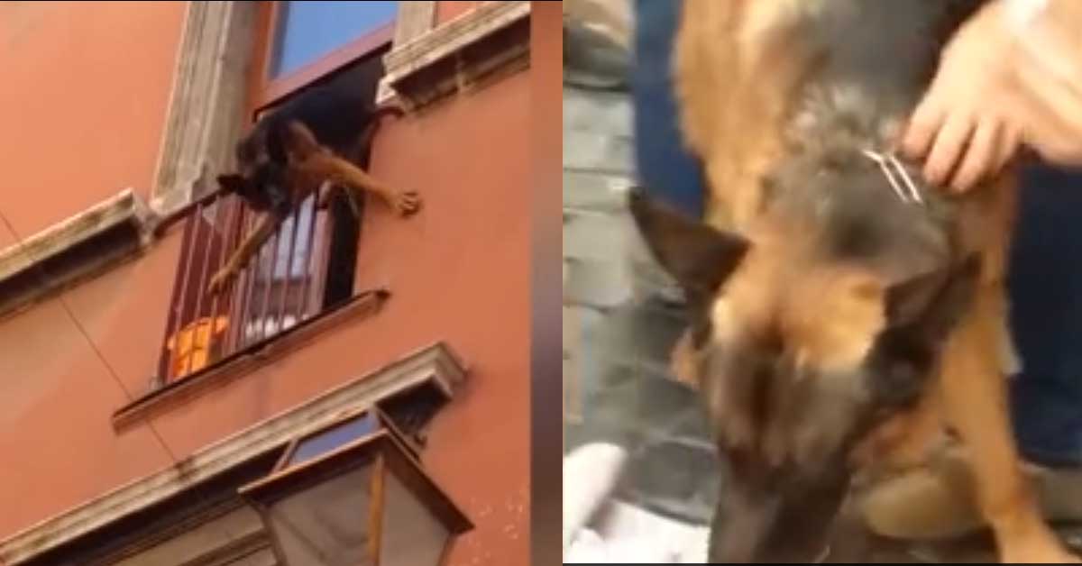 Roma, cane precipita dalla terrazza: l’intervento dei passanti è vitale