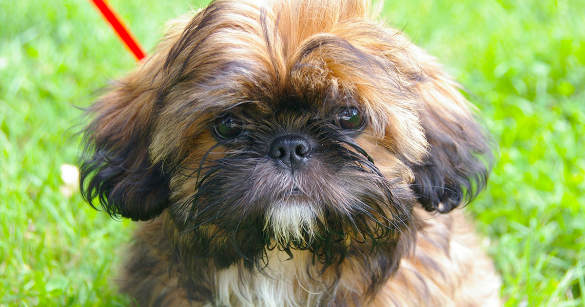 primo piano cane Shih Tzu