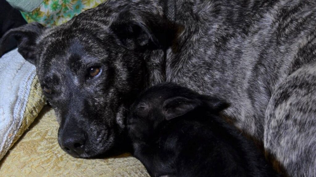 Un cane insieme ad un maialino