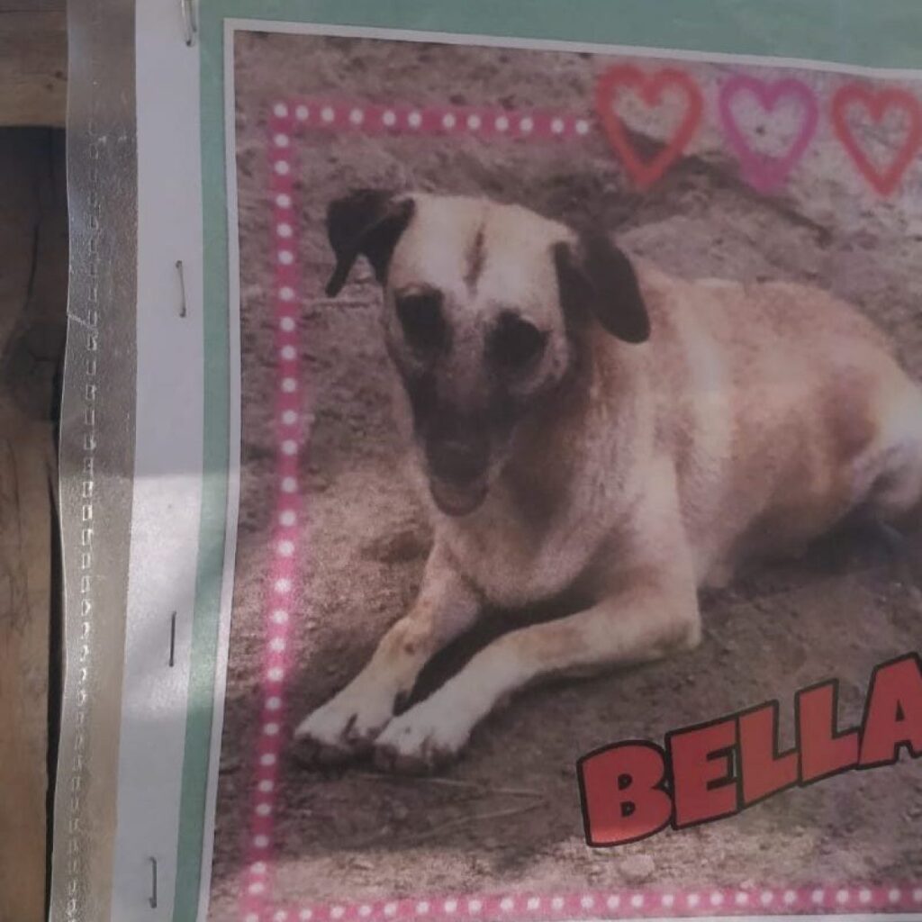 Volantino del cane Bella