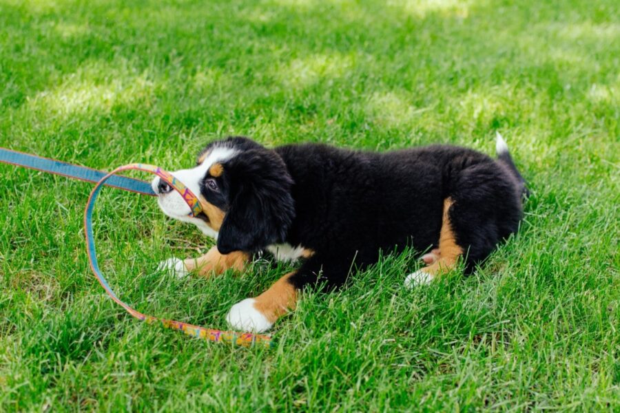 cucciolo di cane gioca con il guinzaglio