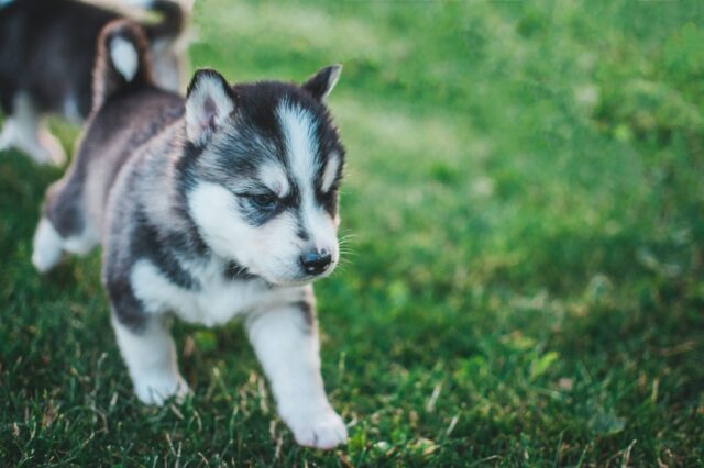 Accessori indispensabili per cuccioli di cane: i migliori, da avere subito