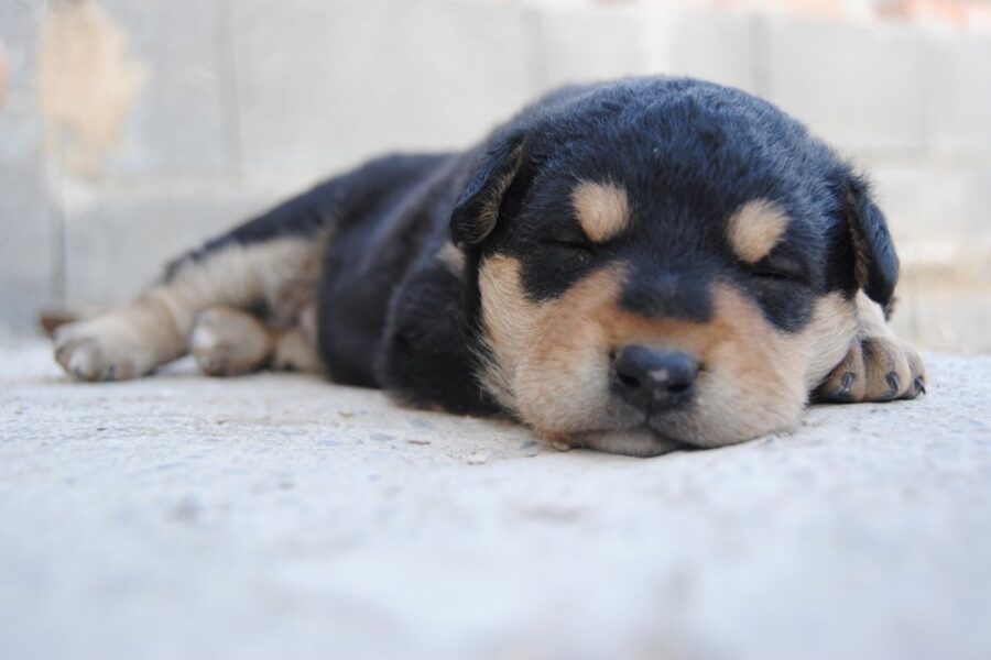 cucciolo di cane che dorme