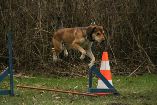 Differenze tra addestramento di cani di piccola e di grossa taglia