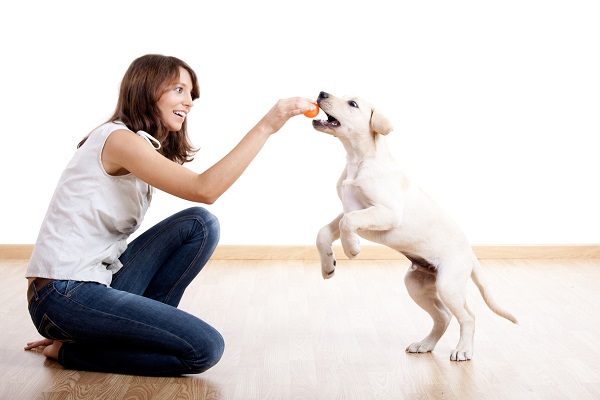 cucciolo di cane gioca con pallina