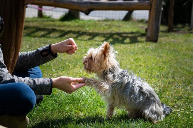 Come addestrare il cane con il clicker: trucchi e consigli