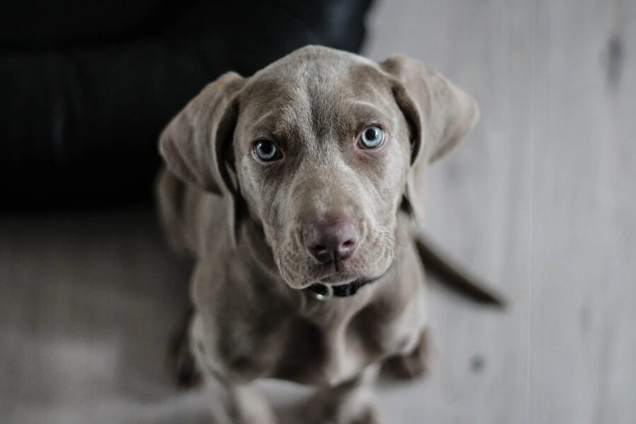 cucciolo di weimaraner