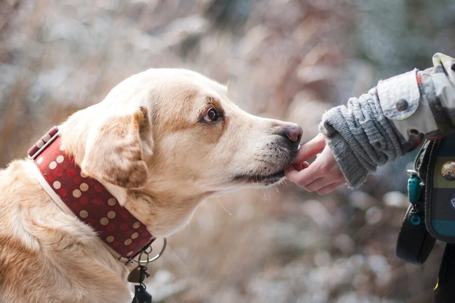 cane annusa la mano