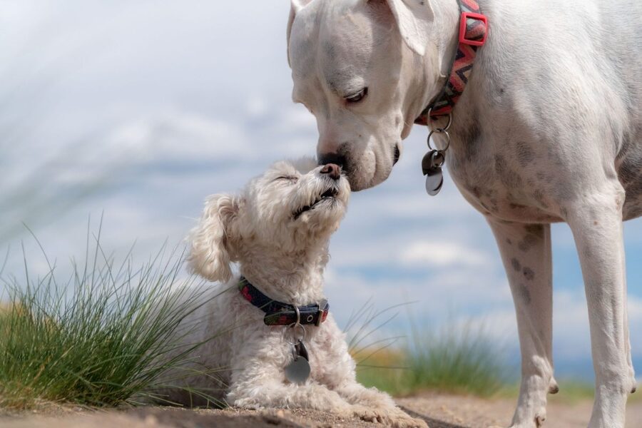 cani che si baciano