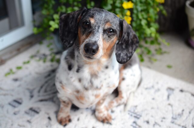 Adottare un nuovo cane: come comportarsi e cosa fare, situazione per situazione