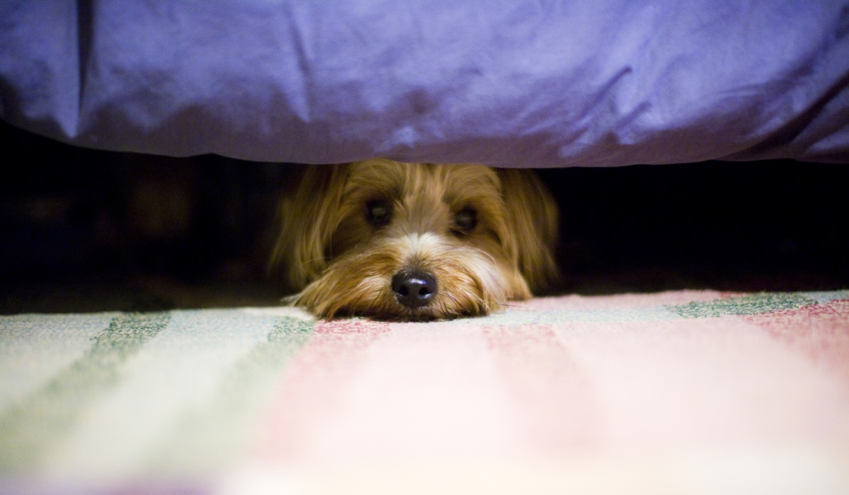 cane si nasconde sotto le coperte