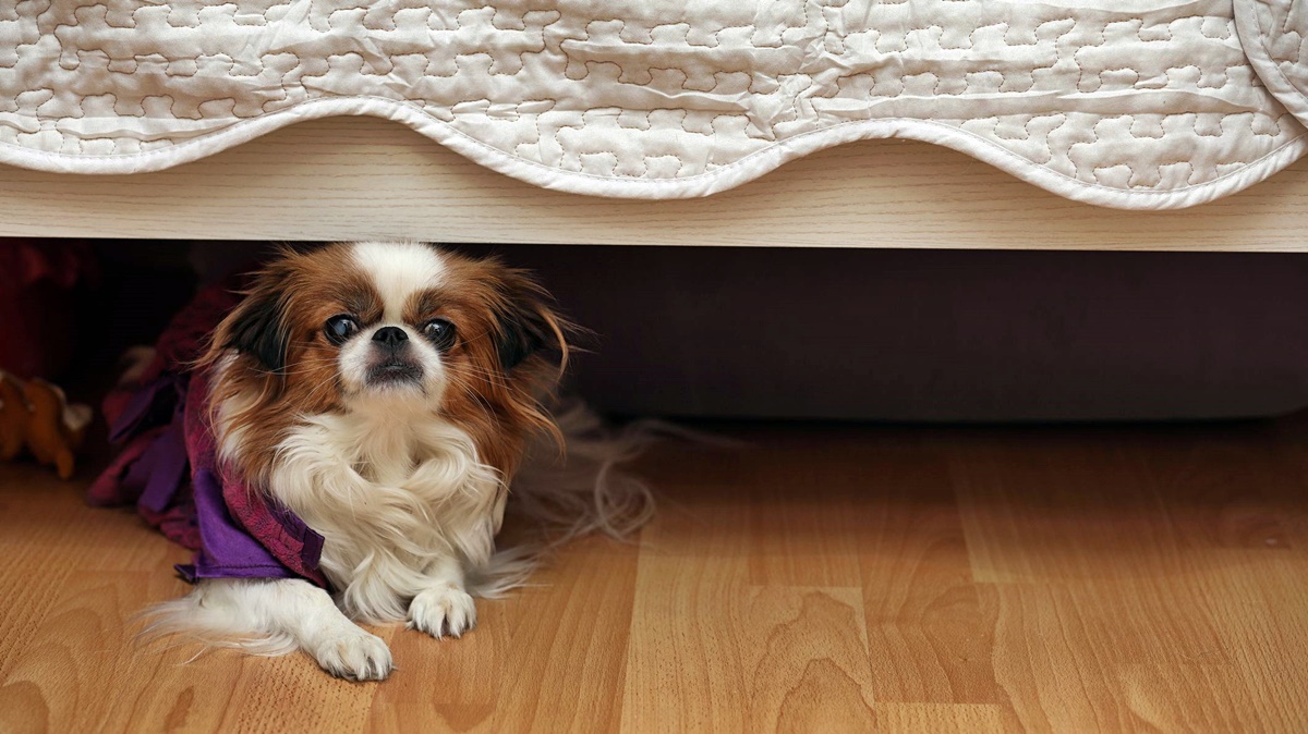 cane di piccola taglia a pelo lungo