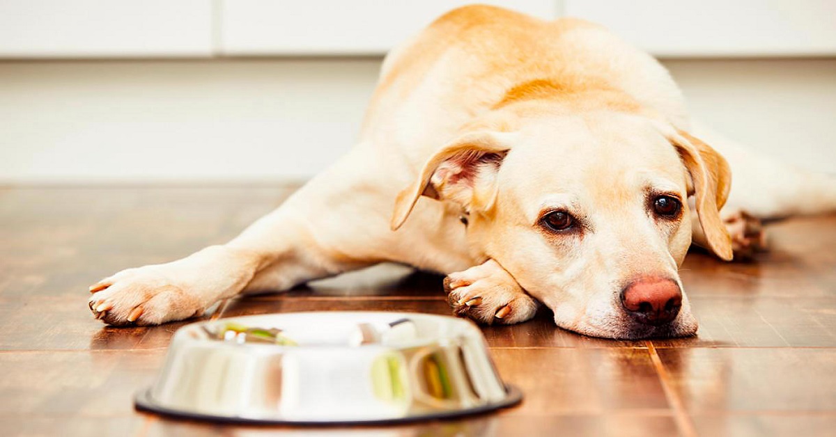 cane non mangia