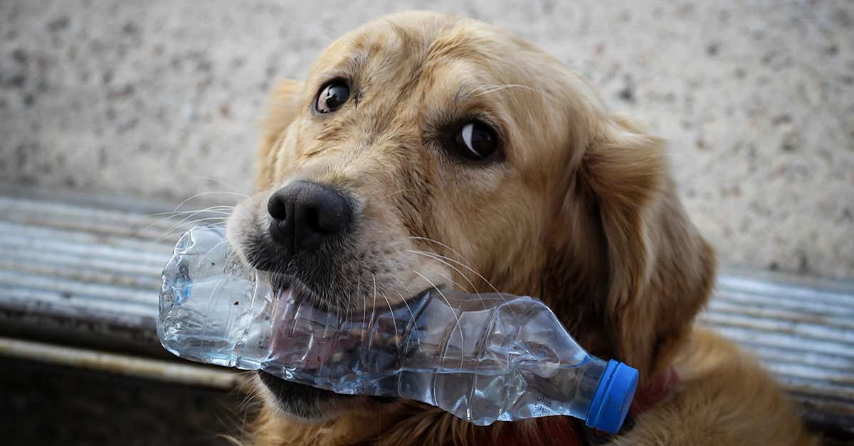 cane con bottiglia in bocca