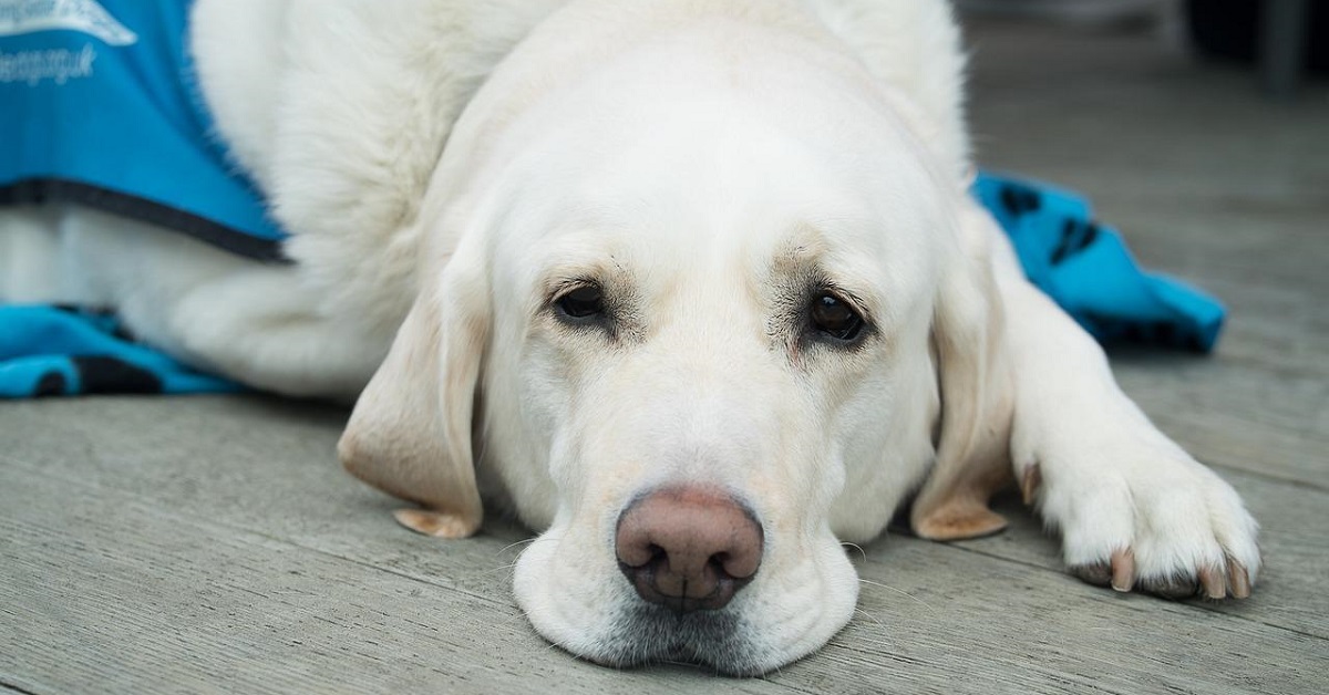Come aiutare i cani che hanno dolori più o meno forti, in tutti i casi