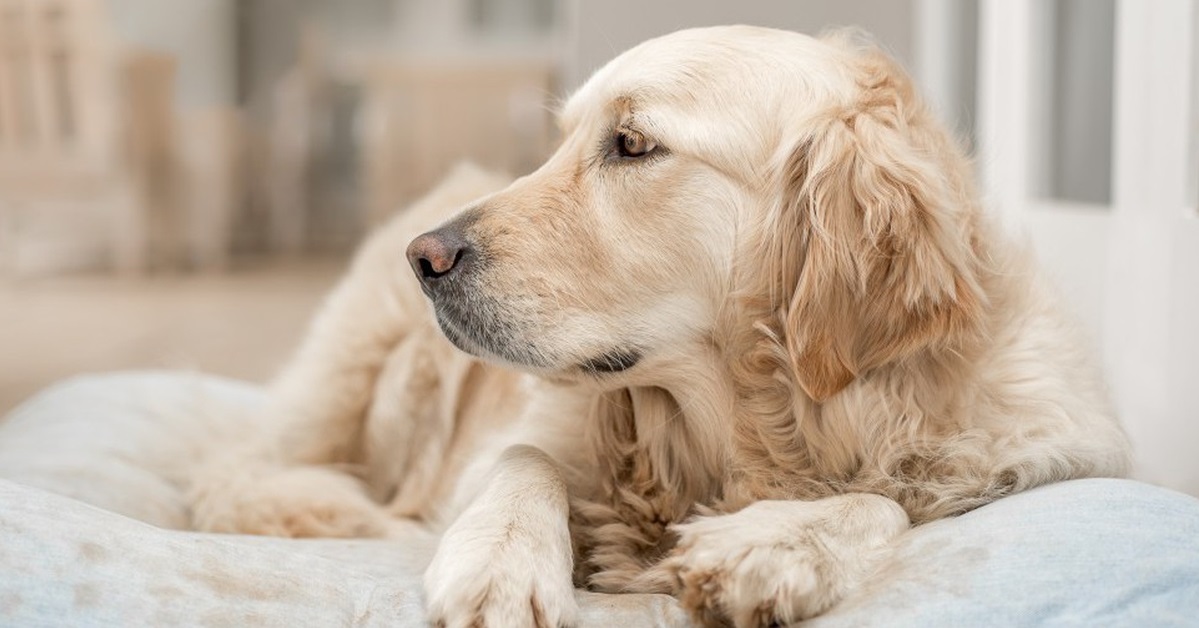 cane accucciato