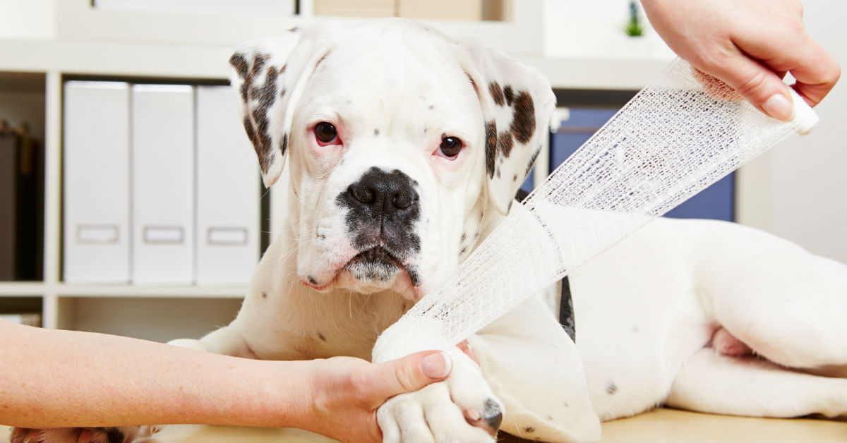 Aiutare un cane con le fratture: tutte le pratiche di primo soccorso