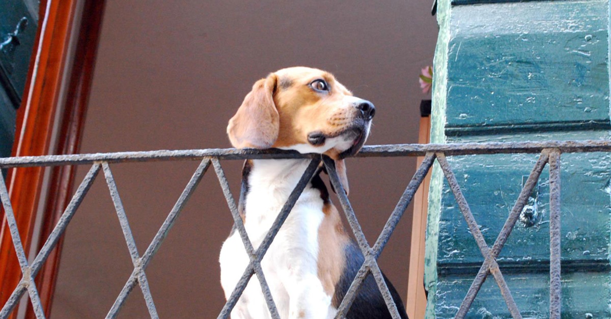 Perché al cane piace stare sul balcone?