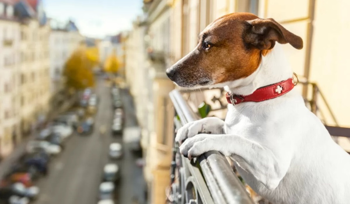 cane affacciato al balcone di casa