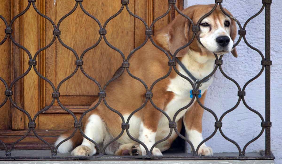 cane abbandonato in balcone