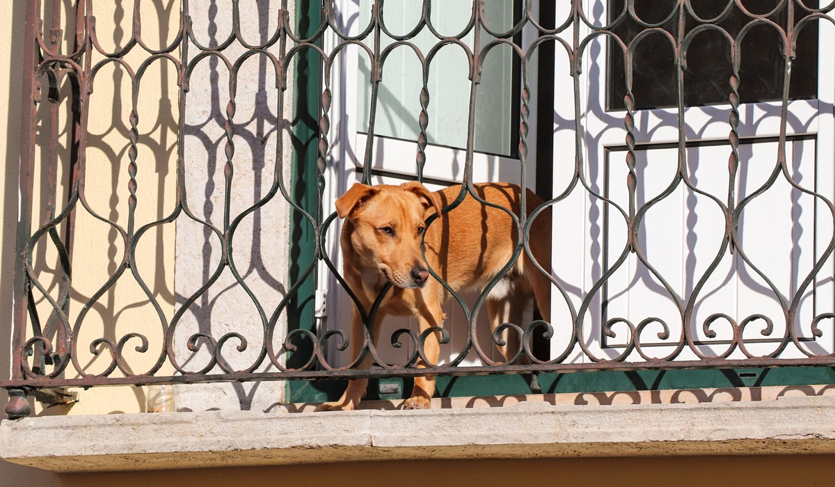 cane di colore marrone che guarda fuori casa