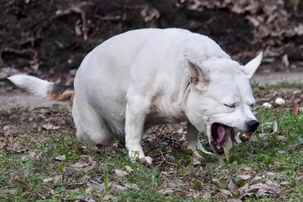 cane sul prato