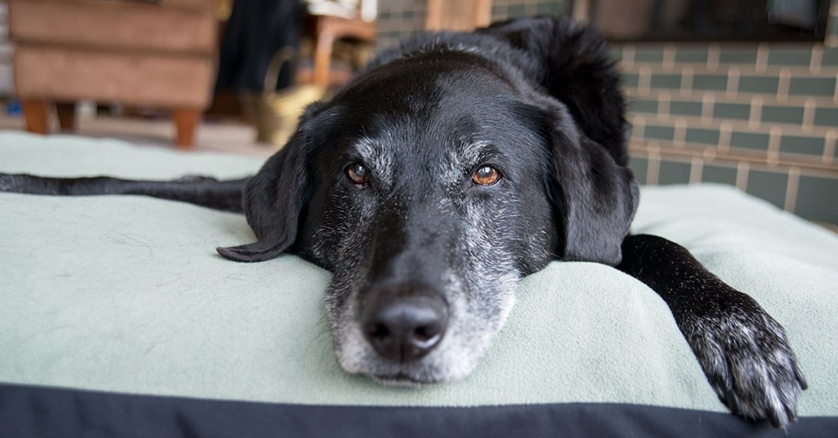 Alcalosi metabolica nel cane: cos’è? Che cosa bisogna sapere?