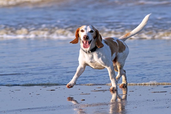 Perché i cani alzano la zampa quando fanno pipì?