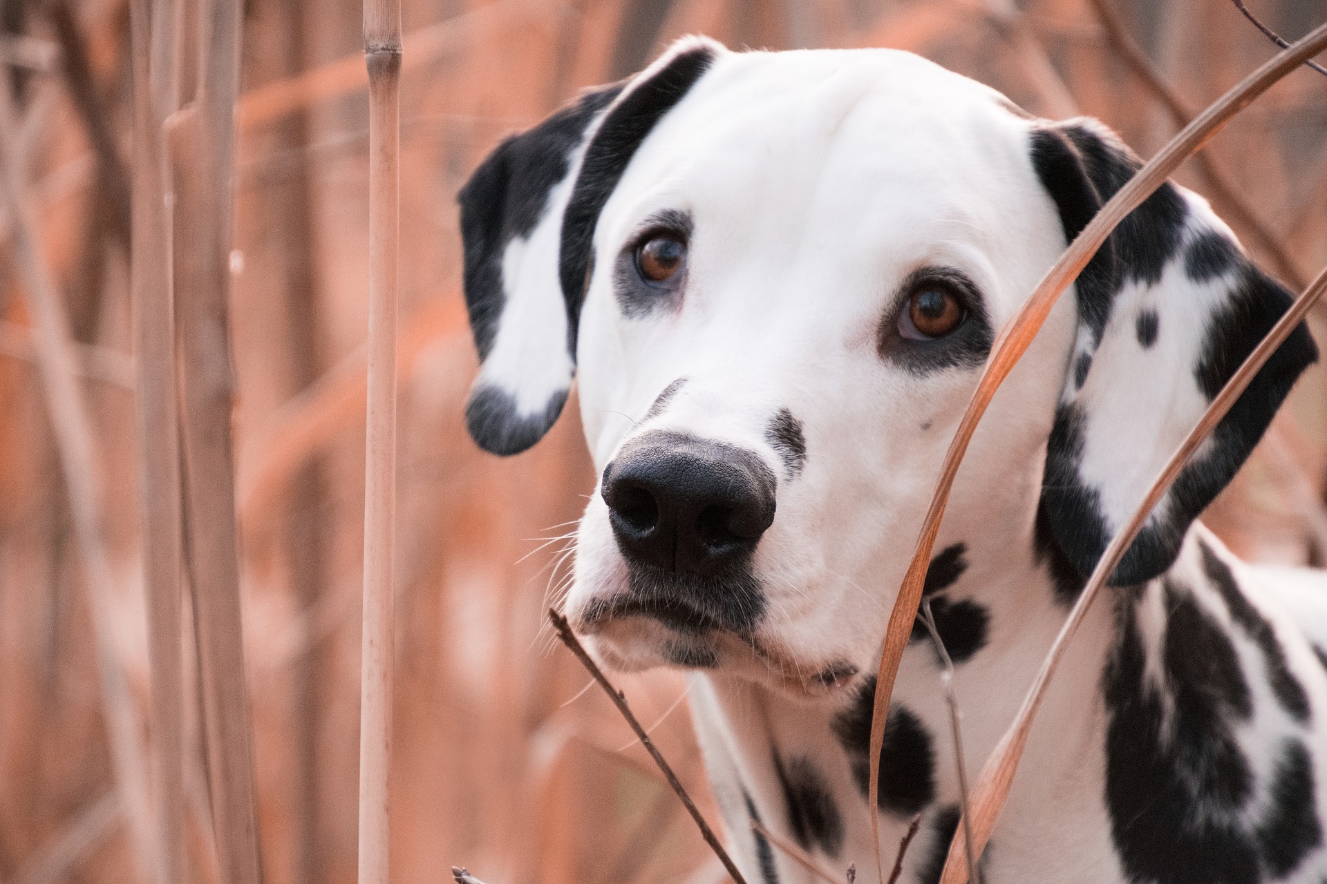 Cane di segno bilancia: caratteristiche, temperamento