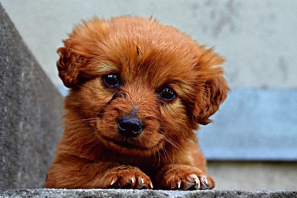  Quando il cane fa l’occhiolino