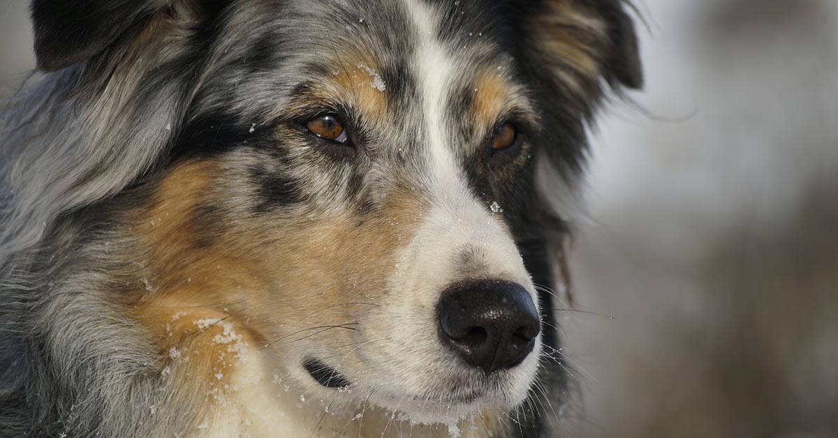 Cane di segno vergine: caratteristiche, temperamento