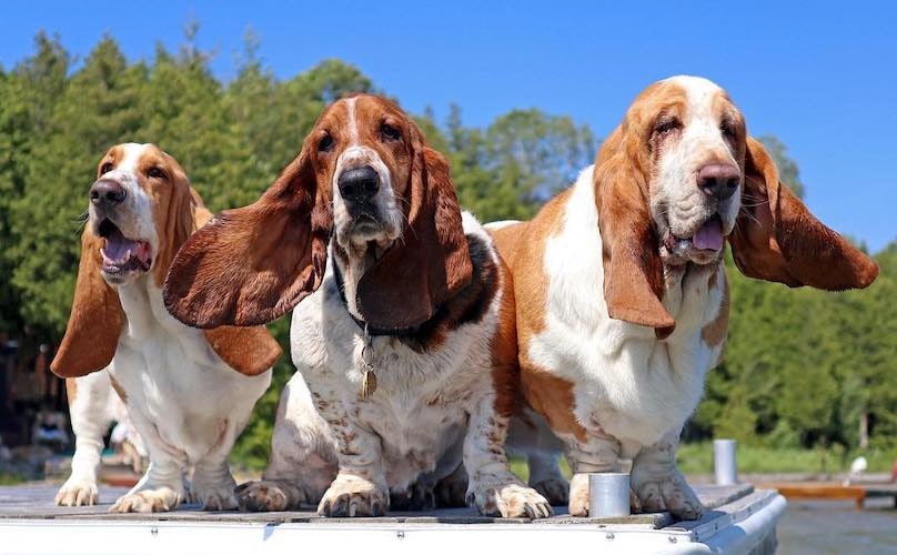 tre esemplari di Basset Hound