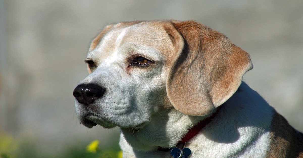 Muco del cane: come pulirlo dagli occhi e dal naso