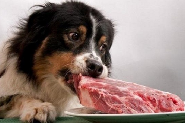 cane morde carne