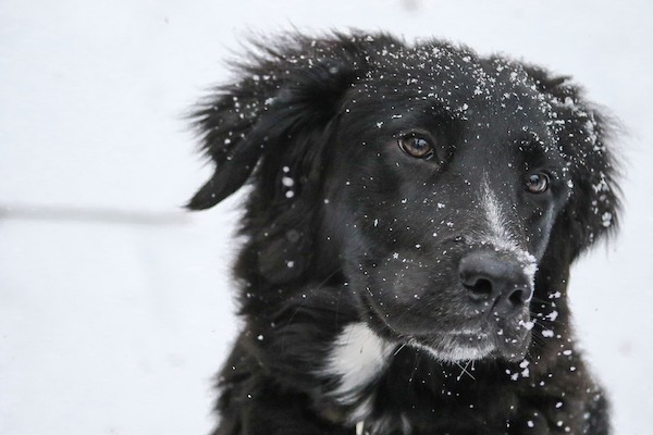 la neve è curiosa