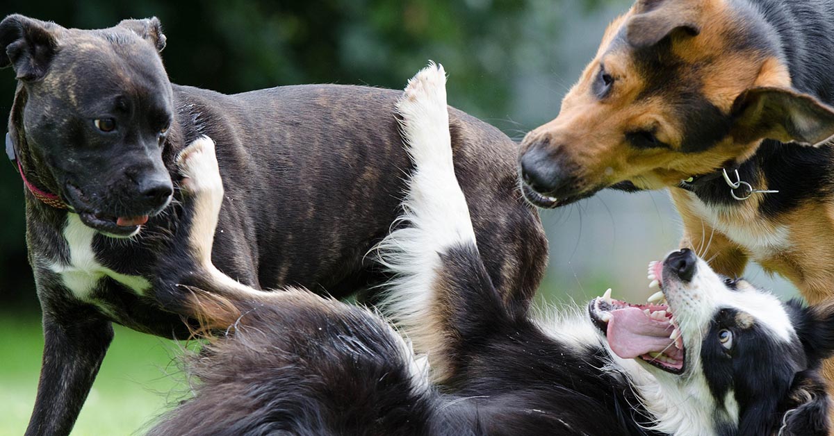 Cane di segno Ariete: caratteristiche, temperamento