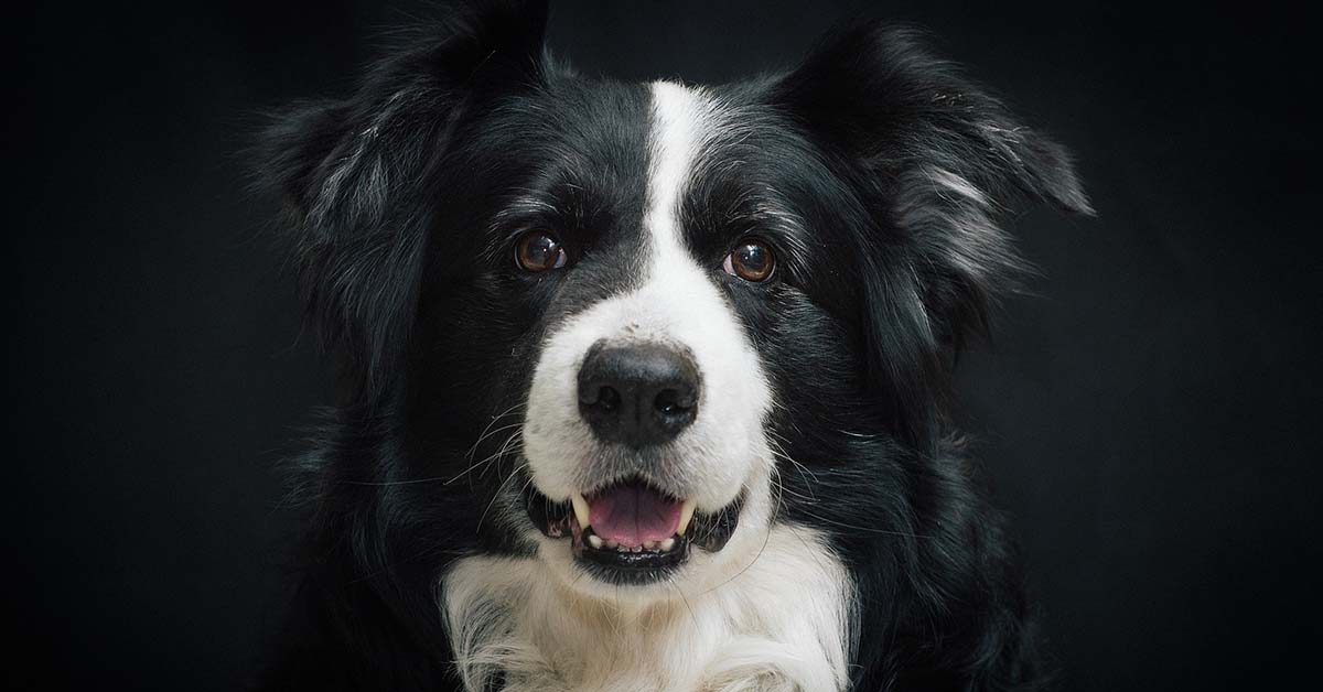 Posizione della testa del cane: cosa ci sta dicendo Fido?