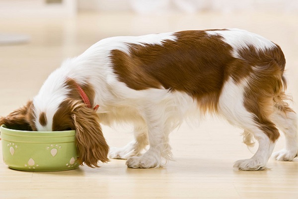 cane che mangia