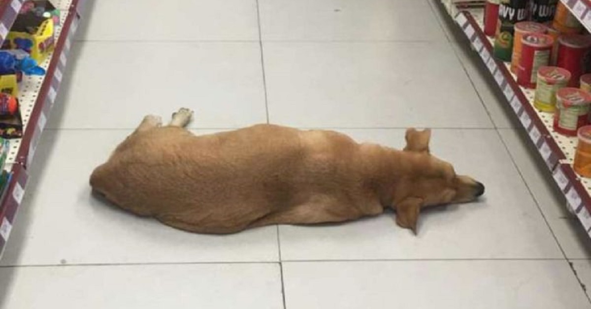 Cane abbandonato accolto da un negozio per salvarlo dal grande caldo