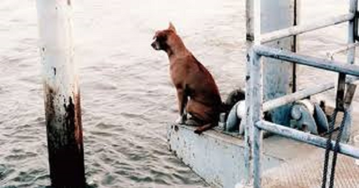 Cane aspetta sul molo il ritorno del proprietario che ha perso la vita in mare
