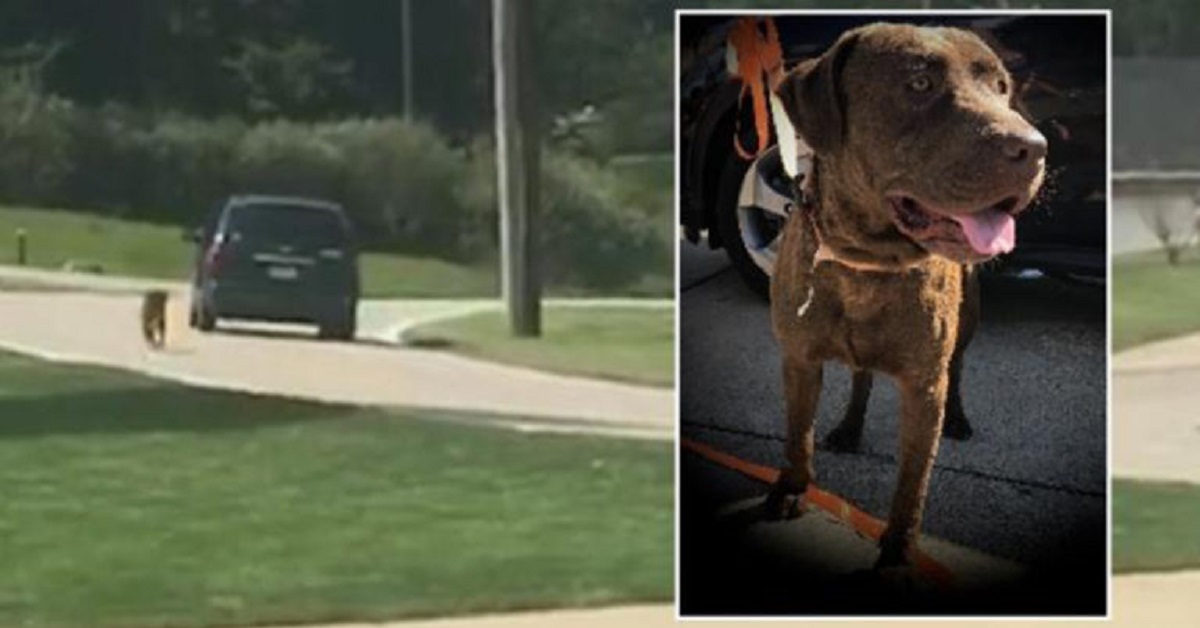 Cane abbandonato insegue l’auto dalla quale è appena sceso