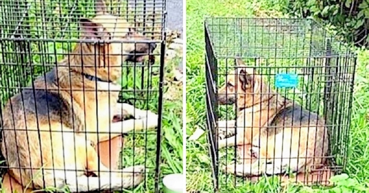 Cane abbandonato sotto il sole cocente dentro una gabbia in ferro
