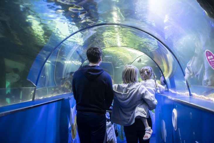 cane-acquario-famiglia