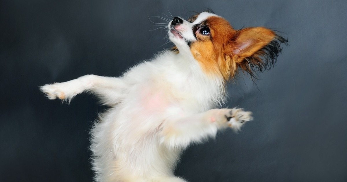 Il cane balla con la musica davvero?