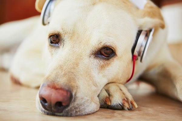 cane ascolta la musica