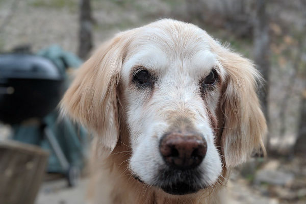 cane bianco